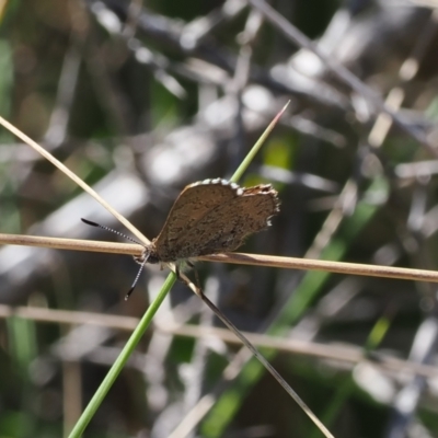 Paralucia spinifera (Bathurst or Purple Copper Butterfly) at Booth, ACT - 7 Sep 2023 by RAllen