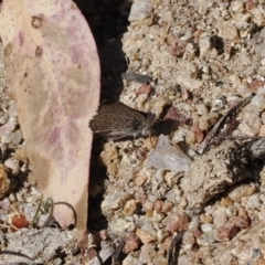 Paralucia spinifera (Bathurst or Purple Copper Butterfly) at Booth, ACT - 7 Sep 2023 by RAllen