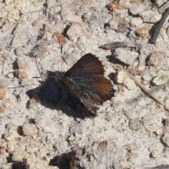 Paralucia spinifera (Bathurst or Purple Copper Butterfly) at Namadgi National Park - 7 Sep 2023 by RAllen