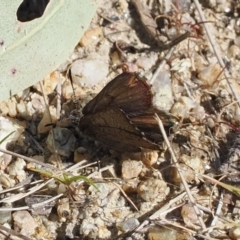 Paralucia spinifera (Bathurst or Purple Copper Butterfly) at Booth, ACT - 7 Sep 2023 by RAllen