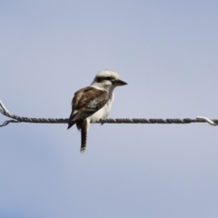 Dacelo novaeguineae (Laughing Kookaburra) at Point Hut to Tharwa - 12 Sep 2023 by RodDeb