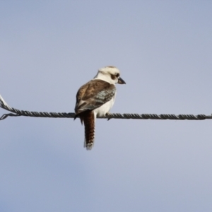 Dacelo novaeguineae at Tuggeranong, ACT - 12 Sep 2023