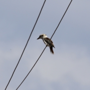 Dacelo novaeguineae at Tuggeranong, ACT - 12 Sep 2023