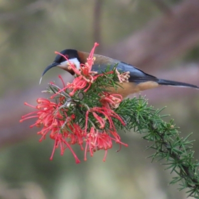 Acanthorhynchus tenuirostris (Eastern Spinebill) at Tuggeranong, ACT - 12 Sep 2023 by RodDeb