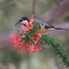 Acanthorhynchus tenuirostris (Eastern Spinebill) at Point Hut to Tharwa - 12 Sep 2023 by RodDeb