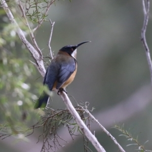 Acanthorhynchus tenuirostris at Tuggeranong, ACT - 12 Sep 2023