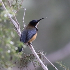 Acanthorhynchus tenuirostris at Tuggeranong, ACT - 12 Sep 2023