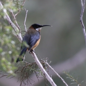 Acanthorhynchus tenuirostris at Tuggeranong, ACT - 12 Sep 2023