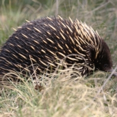 Tachyglossus aculeatus (Short-beaked Echidna) at Point Hut to Tharwa - 12 Sep 2023 by RodDeb