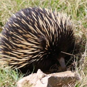 Tachyglossus aculeatus at Gordon, ACT - 12 Sep 2023