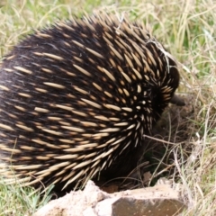 Tachyglossus aculeatus at Gordon, ACT - 12 Sep 2023