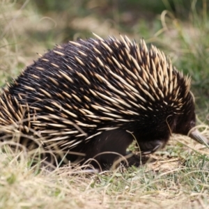 Tachyglossus aculeatus at Gordon, ACT - 12 Sep 2023