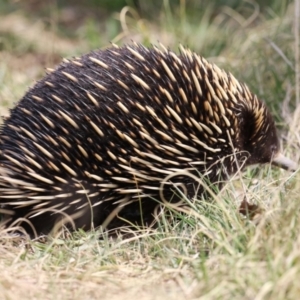 Tachyglossus aculeatus at Gordon, ACT - 12 Sep 2023