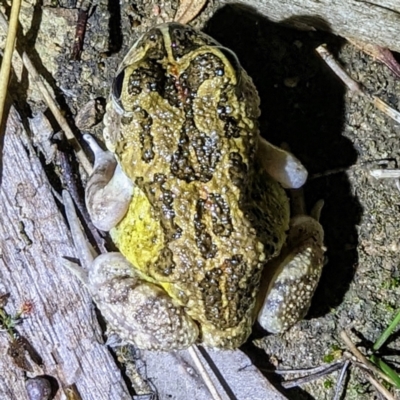 Unidentified Frog at Dryandra Woodland National Park - 11 Sep 2023 by HelenCross