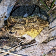 Unverified at suppressed - suppressed