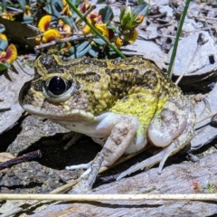 Unverified at suppressed - suppressed