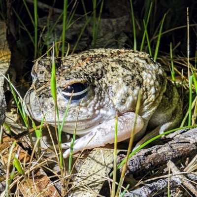 Unidentified Frog at Dryandra Woodland National Park - 11 Sep 2023 by HelenCross