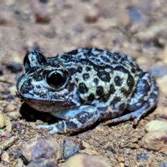 Unidentified Frog at Dryandra Woodland National Park - 9 Sep 2023 by HelenCross