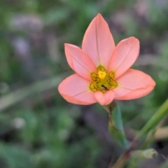 Moraea flaccida (One-leaved Cape Tulip) at Dryandra Woodland National Park - 9 Sep 2023 by HelenCross