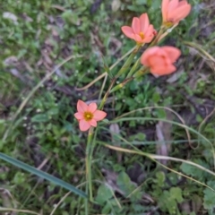 Moraea flaccida at Dryandra Woodland National Park - 9 Sep 2023 07:47 PM