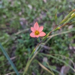 Moraea flaccida at Dryandra Woodland National Park - 9 Sep 2023