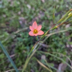 Moraea flaccida at Dryandra Woodland National Park - 9 Sep 2023 07:47 PM