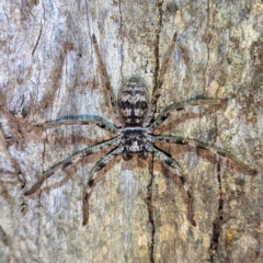 Holconia westralia (Western Australian Banded Huntsman) at Williams, WA - 11 Sep 2023 by HelenCross