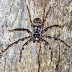 Holconia westralia at Dryandra Woodland National Park - 11 Sep 2023