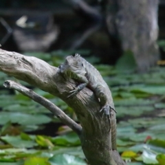 Intellagama lesueurii lesueurii at Ormiston, QLD - 11 Sep 2023 10:06 AM