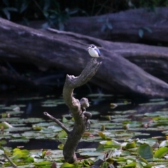 Intellagama lesueurii lesueurii at Ormiston, QLD - 11 Sep 2023 10:06 AM