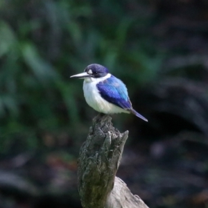 Todiramphus macleayii at Ormiston, QLD - 11 Sep 2023