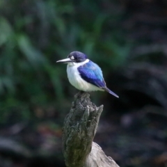 Todiramphus macleayii (Forest Kingfisher) at Ormiston, QLD - 11 Sep 2023 by TimL