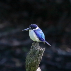 Todiramphus macleayii at Ormiston, QLD - 11 Sep 2023