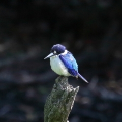 Todiramphus macleayii at Ormiston, QLD - 11 Sep 2023 10:05 AM