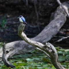 Todiramphus macleayii at Ormiston, QLD - 11 Sep 2023