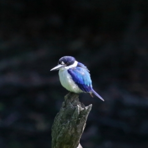 Todiramphus macleayii at Ormiston, QLD - 11 Sep 2023