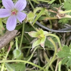 Geranium antrorsum (Rosetted Cranesbill) at Namadgi National Park - 28 Jan 2023 by JaneR