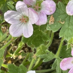 Geranium antrorsum at Rendezvous Creek, ACT - 28 Jan 2023 04:25 PM