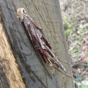 Metura elongatus at Wingan River, VIC - 12 Sep 2023 02:00 PM