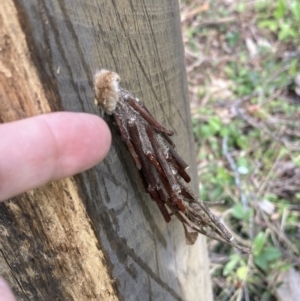 Metura elongatus at Wingan River, VIC - 12 Sep 2023 02:00 PM