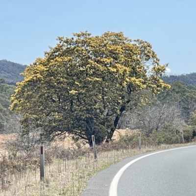Acacia mearnsii (Black Wattle) at Mongarlowe River - 11 Sep 2023 by LyndalT