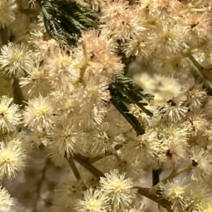 Acacia mearnsii at Monga, NSW - 11 Sep 2023