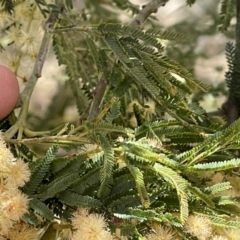 Acacia mearnsii at Monga, NSW - 11 Sep 2023 11:44 AM