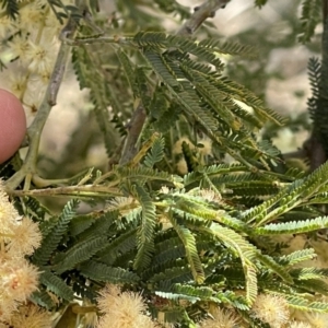 Acacia mearnsii at Monga, NSW - 11 Sep 2023 11:44 AM