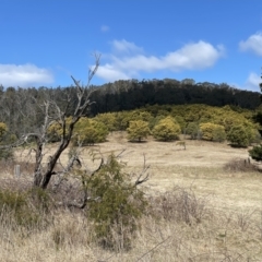 Acacia mearnsii at Monga, NSW - 11 Sep 2023