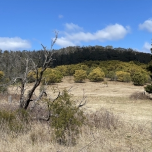 Acacia mearnsii at Monga, NSW - 11 Sep 2023