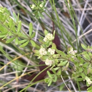 Asperula gunnii at Rendezvous Creek, ACT - 28 Jan 2023