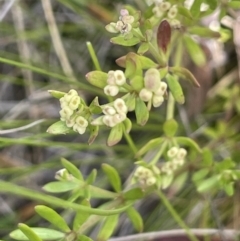 Asperula gunnii at Rendezvous Creek, ACT - 28 Jan 2023