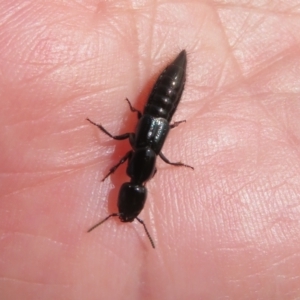 Thyreocephalus sp. (genus) at Collector, NSW - 12 Sep 2023 12:38 PM