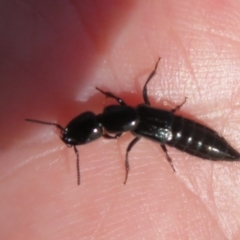 Thyreocephalus sp. (genus) at Collector, NSW - 12 Sep 2023 12:38 PM